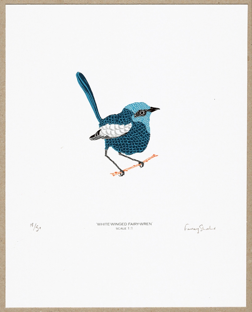 Fairy Wren - Boxbird